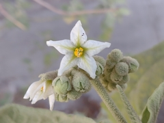 Solanum erianthum