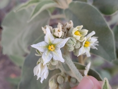 Solanum erianthum