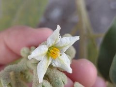 Solanum erianthum