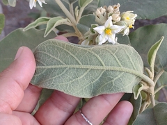 Solanum erianthum