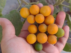 Solanum erianthum