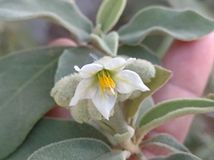 Solanum erianthum