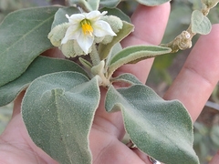 Solanum erianthum