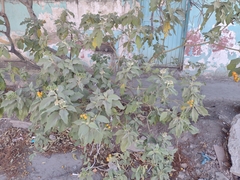 Solanum erianthum