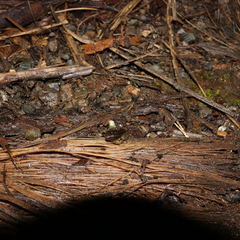 Leucostethus brachistriatus