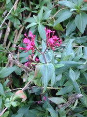Centranthus ruber