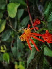 Pseudogynoxys chenopodioides