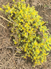 Sedum nuttallii