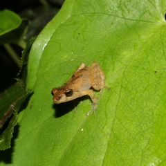 Pristimantis palmeri
