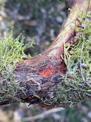 Phanerochaete sanguinea