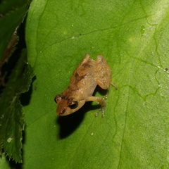 Pristimantis palmeri