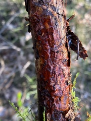 Phanerochaete sanguinea