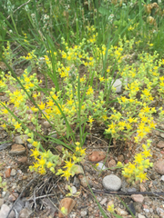 Sedum nuttallii