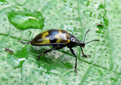 Prepopharus eduardoi