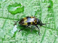 Prepopharus eduardoi