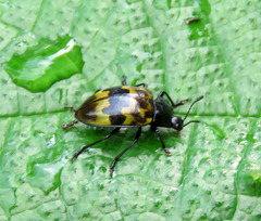 Prepopharus eduardoi