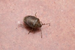 Dryadocoris apicalis