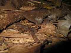 Pristimantis fenestratus
