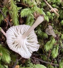 Leucoinocybe