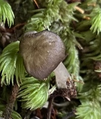 Leucoinocybe