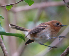 Chasiempis sclateri