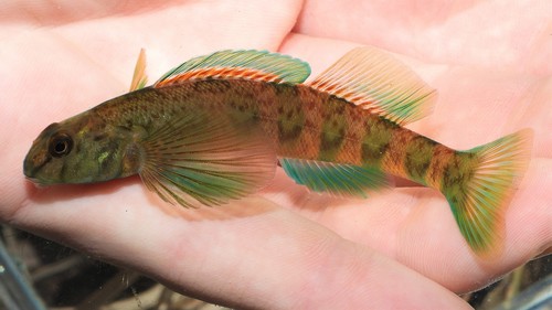Greenside Darter