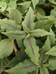 Koenigia campanulata