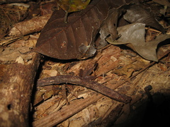 Pristimantis fenestratus