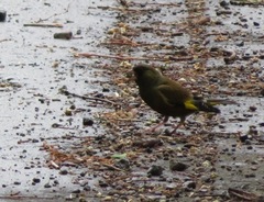Chloris sinica