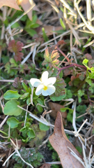 Viola bicolor