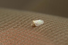 Euphyllura olivina