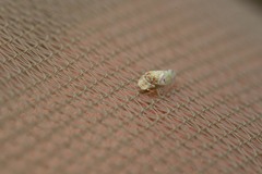 Euphyllura olivina
