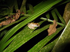Pristimantis fenestratus