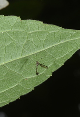 Dolichopeza gracilis