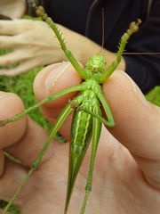 Tettigonia viridissima