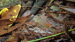 Oreonectes platycephalus