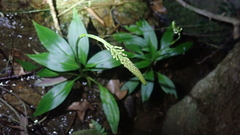 Goodyera procera