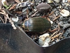 Dytiscus marginalis