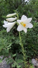 Lilium candidum