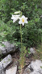 Lilium candidum