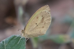 Eurema daira eugenia