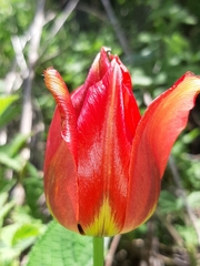 Tulipa