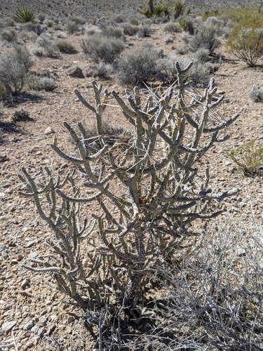 Branched Pencil Cholla
