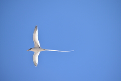 Phaethon lepturus catesbyi