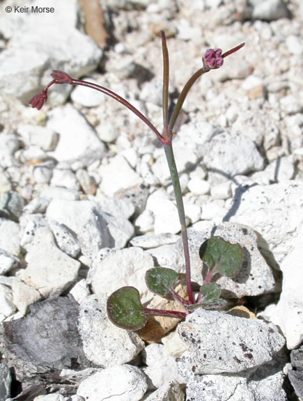 Eriogonum covilleanum