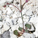 Eriogonum covilleanum - Photo (c) 2009 Keir Morse, algunos derechos reservados (CC BY-NC-SA)