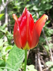 Tulipa