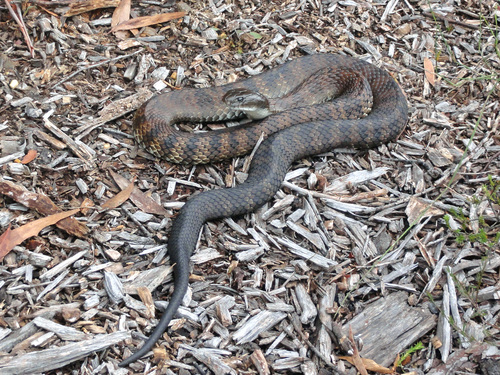 Tiger Snake sighting