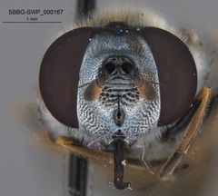 Platycheirus stegnus