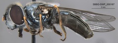 Platycheirus stegnus